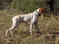 Pedigree VAL DE LANDA-GORI Pedigree VAL DE LANDA-GORI